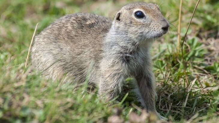 Суслик — расхититель социалистической собственности