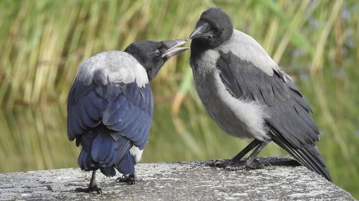 Ворона — птица умная 2