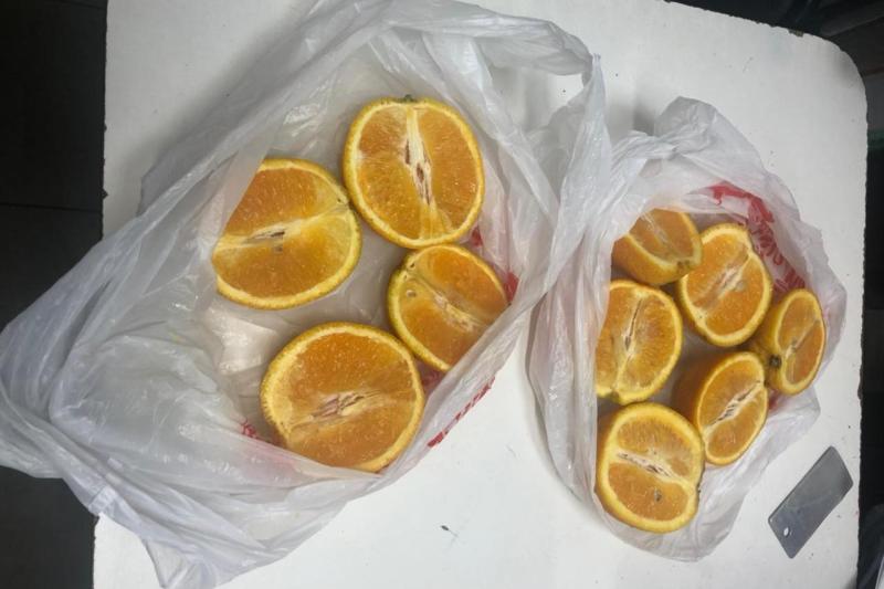 В СИЗО-1 УФСИН России по Краснодарскому краю служебная собака по кличке «Эдвин» обнаружила наркотики в апельсинах