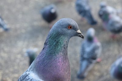 Россельхознадзор не выдавал разрешение на массовое уничтожение голубей в Кузбассе