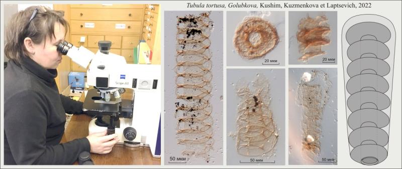 Ученые ИГГД РАН открыли в Беларуси новую биоту, жившую 539-529 млн лет назад.