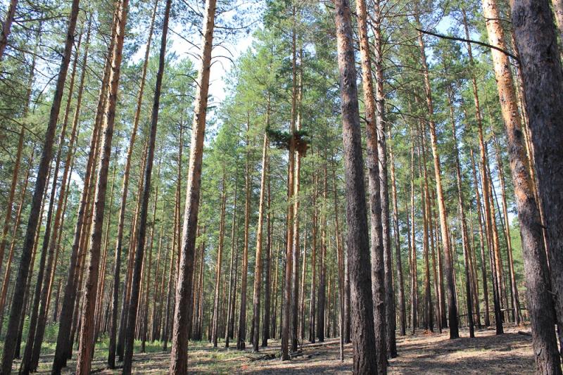 Тестирование информационного продукта «Умный лес» уже проводят в Новосибирской области