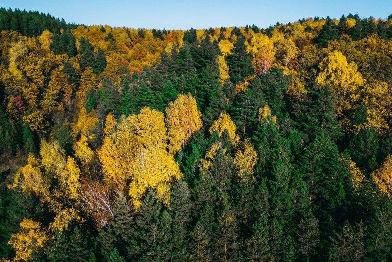 Тестирование информационного продукта «Умный лес» уже проводят в Ульяновской области