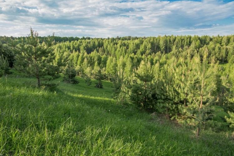 Тестирование информационного продукта «Умный лес» уже проводят в Татарстане